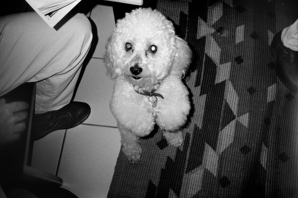 Poodle, Miami, FL, 1995