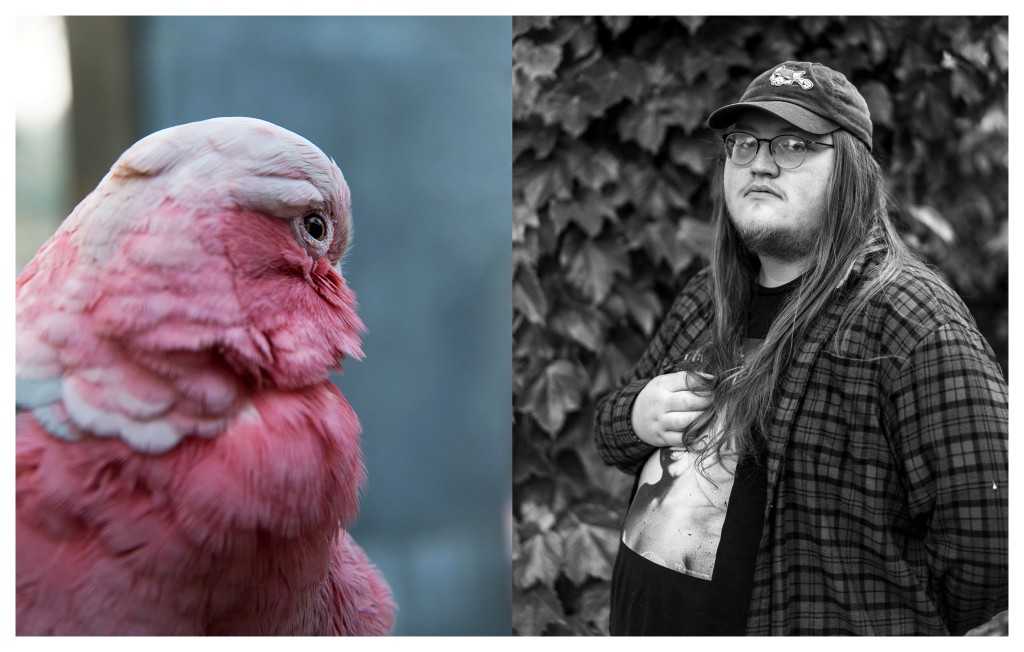 Pink Cockatoo