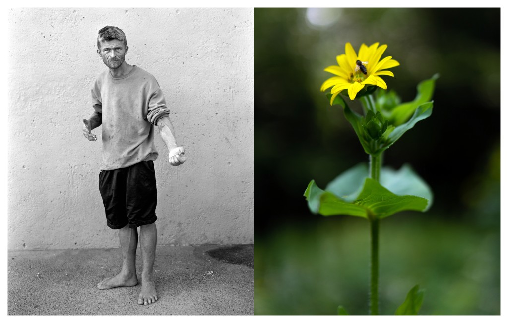 Compass Plant