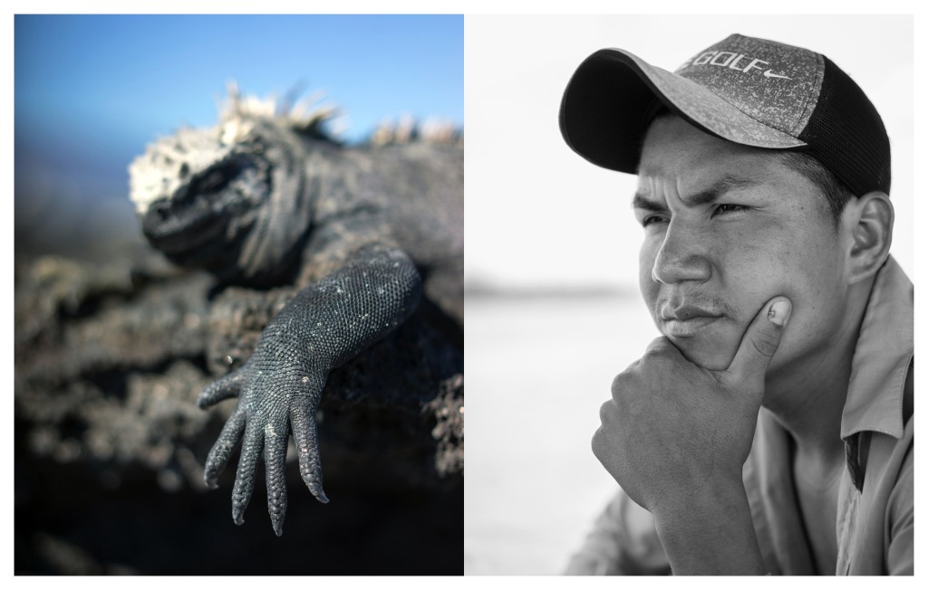 Marine Iguana