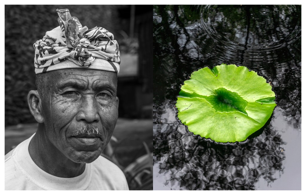 Sacred Blue Lily of the Nile