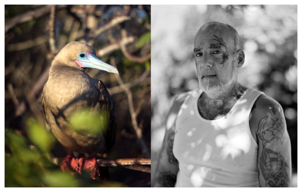 Red-Footed Booby