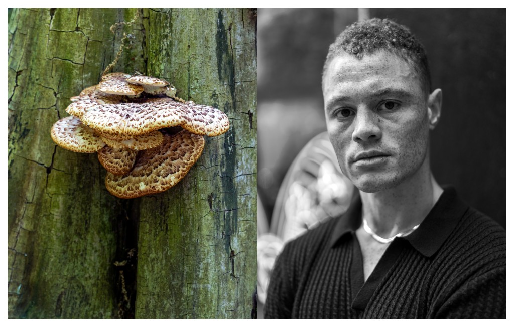 Dryad's Saddle