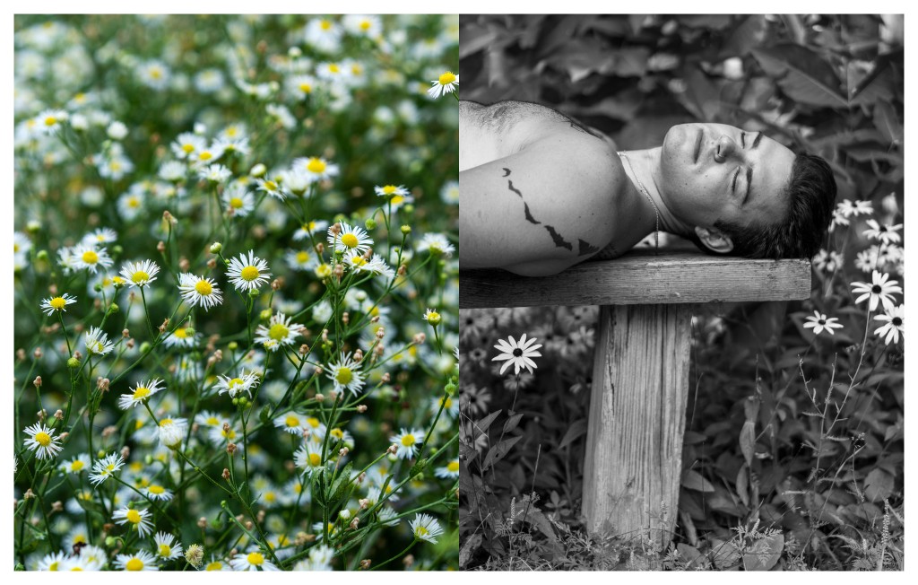 Daisy Fleabane