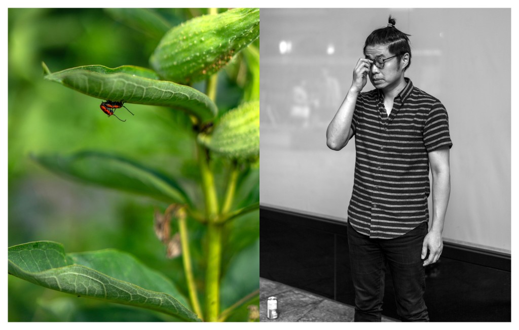 Milkweed and Large Milkweed Bugs