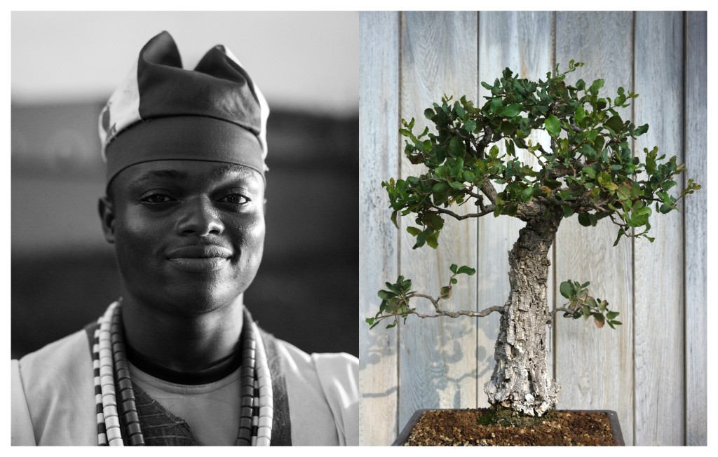 Oak Bonsai Tree