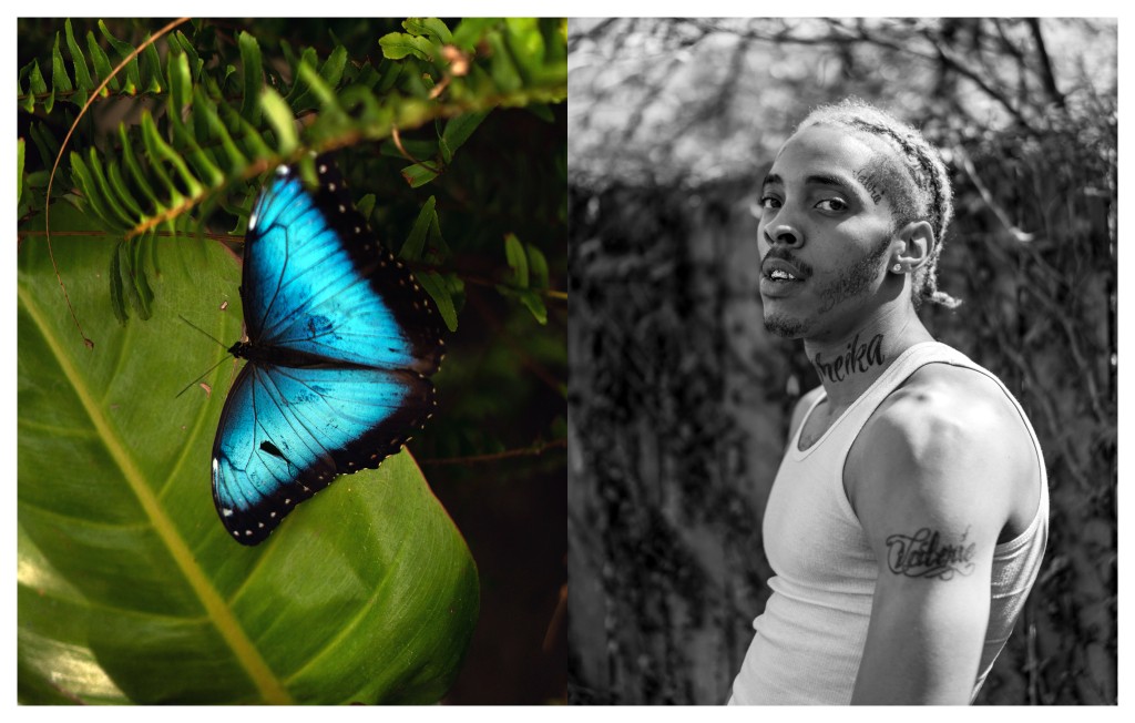 Blue Morpho Butterfly