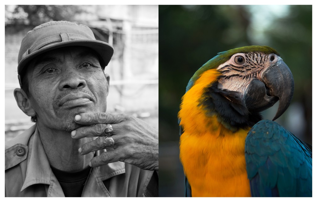 Blue-and-Yellow Macaw