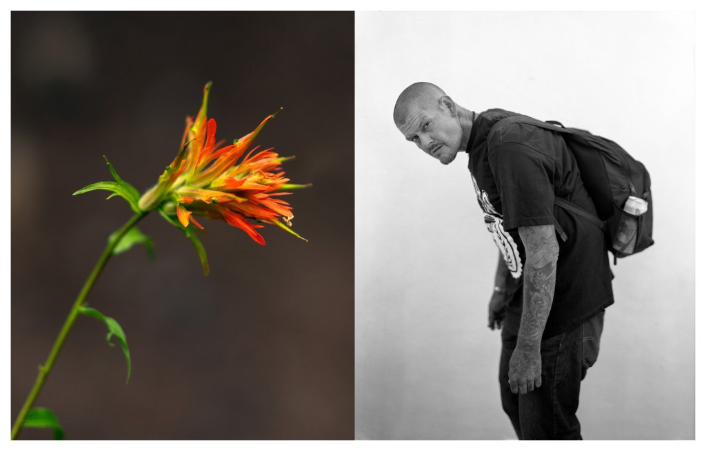 Giant Red Indian Paintbrush