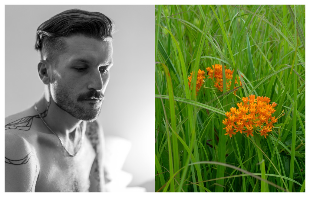 Butterfly Milkweed